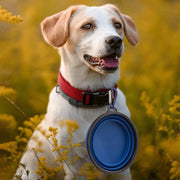 Lavish Kitchen Isle collapsible pet bowl for dogs and cats, portable water and food bowl with flexible design for travel.